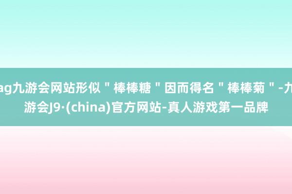 ag九游会网站形似＂棒棒糖＂因而得名＂棒棒菊＂-九游会J9·(china)官方网站-真人游戏第一品牌